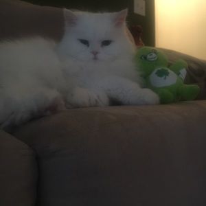 Meet your Posher, Serena